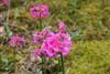 primula rosea-2